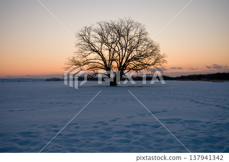 北海道,豐都,日本榆樹,日出,日本,風景,冬季,自然,雪,雪景,天空,積雪,晴朗,冬日景色,太陽,雪 北海道,豐都,日本榆樹,日出,日本,風景,冬季,自然,雪,雪景,天空,積雪,晴朗,冬日景色,太陽,雪 137941342