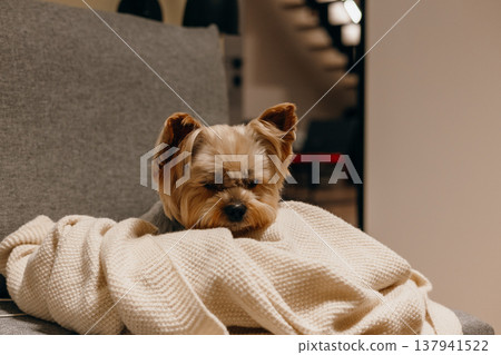 Cute Yorkshire Terrier puppy peeking out from under a soft beige blanket on a grey sofa. Cozy evening atmosphere, home comfort, and pet care concept in a modern interior. Cinematic soft light. Cute Yorkshire Terrier puppy peeking out from under a soft beige blanket on a grey sofa. Cozy evening atmosphere, home comfort, and pet care concept in a modern interior. Cinematic soft light. 137941522