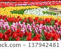 五顏六色的鬱金香花田 <足利花卉公園> 137942481