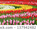 五顏六色的鬱金香花田 <足利花卉公園> 137942482