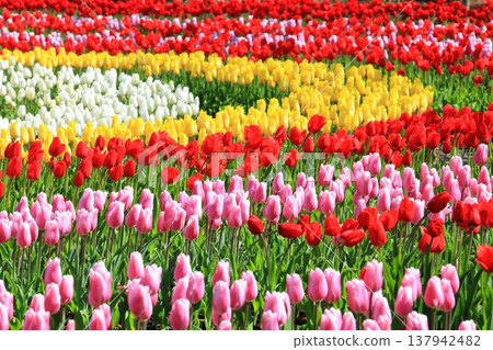 Colorful Tulip Fields <Ashikaga Flower Park> Colorful Tulip Fields <Ashikaga Flower Park> 137942482