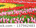 五顏六色的鬱金香花田 <足利花卉公園> 137942483