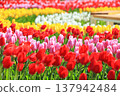 五顏六色的鬱金香花田 <足利花卉公園> 137942484
