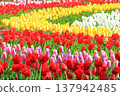 五顏六色的鬱金香花田 <足利花卉公園> 137942485