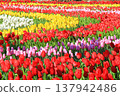 五顏六色的鬱金香花田 <足利花卉公園> 137942486