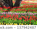 五顏六色的鬱金香花田 <足利花卉公園> 137942487