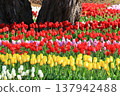 五顏六色的鬱金香花田 <足利花卉公園> 137942488