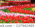 五顏六色的鬱金香花田 <足利花卉公園> 137942489