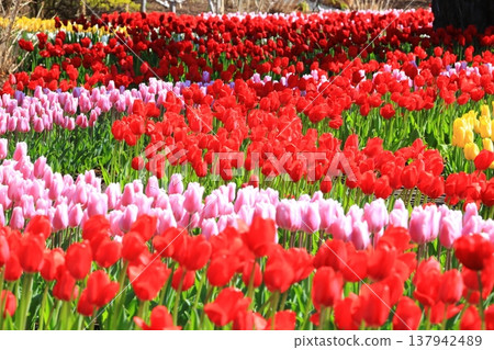 Colorful Tulip Fields <Ashikaga Flower Park> 137942489