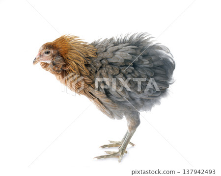 gray araucana chicken gray araucana chicken 137942493
