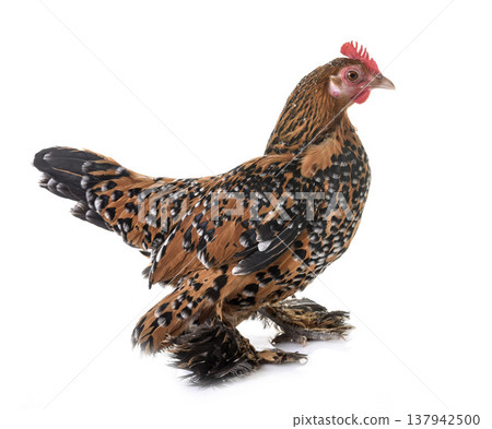 Booted Bantam in studio Booted Bantam in studio 137942500