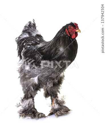 brahma chicken in studio brahma chicken in studio 137942504