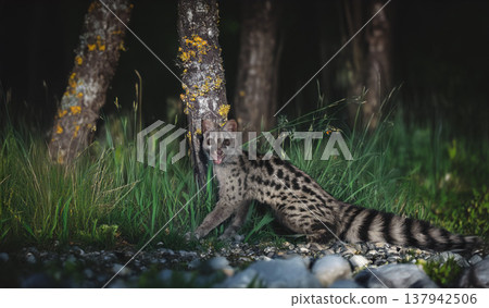 Common genet in nature 137942506