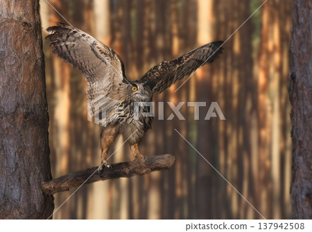 Eurasian eagle-owl in nature Eurasian eagle-owl in nature 137942508