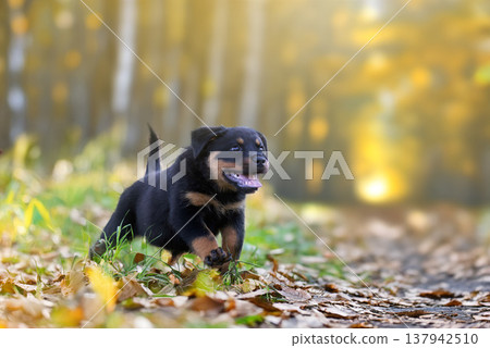 young rottweiler in nature young rottweiler in nature 137942510