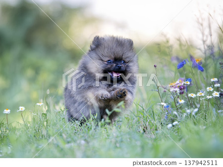puppy pomeranian in nature puppy pomeranian in nature 137942511