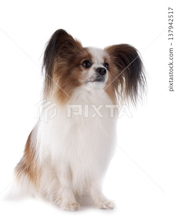 papillon dog in studio papillon dog in studio 137942517
