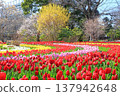 藍天映襯下五彩繽紛的鬱金香花田 <足利花卉公園> 137942648