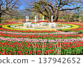 藍天映襯下五彩繽紛的鬱金香花田 <足利花卉公園> 137942652