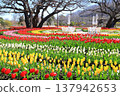 藍天映襯下五彩繽紛的鬱金香花田 <足利花卉公園> 137942653