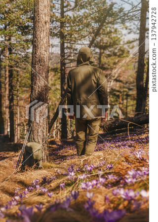 Man Hiker Walking Through Crocus Flowers Man Hiker Walking Through Crocus Flowers 137942728