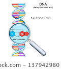 DNA base pairs structure 137942980