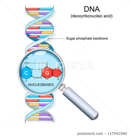 DNA base pairs structure DNA base pairs structure 137942980