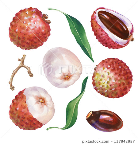 A set with watercolor lychee fruits on an isolated background. Botanical illustration with a whole lychee in the skin, pulp, twig, green leaves, stone and half of the fruit. Realistic clipart for 137942987
