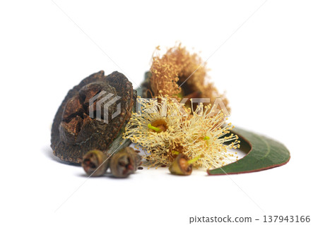 Aromatic blossoming eucalyptus. Flowers, seeds and leaves Aromatic blossoming eucalyptus. Flowers, seeds and leaves 137943166