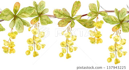 A seamless horizontal border of barberry with yellow flowers and leaves, hand-drawn in watercolor on an isolated background. Simple spring botanical clip art for design and decoration. A seamless horizontal border of barberry with yellow flowers and leaves, hand-drawn in watercolor on an isolated background. Simple spring botanical clip art for design and decoration. 137943225