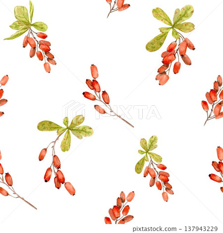 A seamless pattern featuring hand-drawn watercolor barberry branches with berries on an isolated background. Simple botanical autumn clip art for wrapping paper and textile designs. A seamless pattern featuring hand-drawn watercolor barberry branches with berries on an isolated background. Simple botanical autumn clip art for wrapping paper and textile designs. 137943229