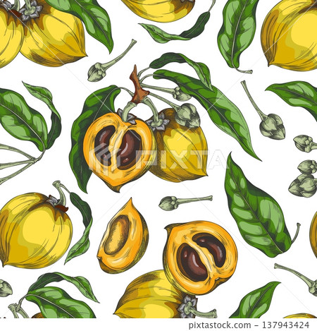 Lucuma branch with fruits and leaves vector sketch seamless pattern, hand drawn ripe yellow eggfruit harvest superfood 137943424