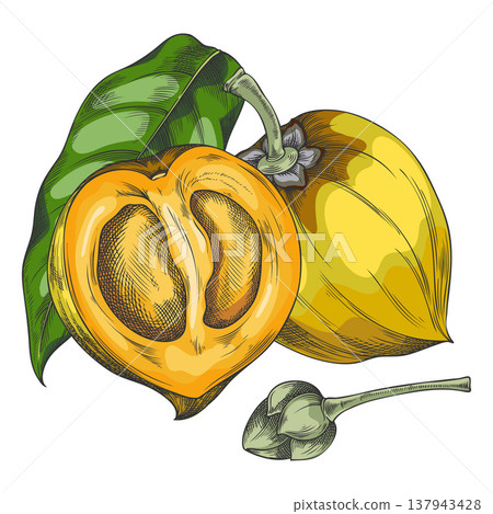 Lucuma fruit, whole and half with green leaf and seeds, hand-drawn watercolor illustration. Lucuma fruit, whole and half with green leaf and seeds, hand-drawn watercolor illustration. 137943428