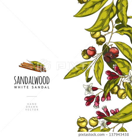 Sandalwood tree branch with leaves, flowers and seeds, vector sketch seamless border, cosmetics and perfume ingredient Sandalwood tree branch with leaves, flowers and seeds, vector sketch seamless border, cosmetics and perfume ingredient 137943438