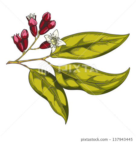 Sandalwood branch, hand-drawn watercolor sketch with green leaves and red flowers. 137943445