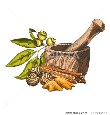 Sandalwood tree cosmetics products sketch, vector hand drawn leaves and seeds, mortar, powder, wooden balls and sticks Sandalwood tree cosmetics products sketch, vector hand drawn leaves and seeds, mortar, powder, wooden balls and sticks 137943453