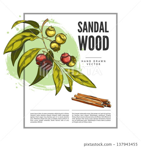 Poster with a sandalwood branch, leaves, fruits, and sticks, hand-drawn watercolor sketch. Poster with a sandalwood branch, leaves, fruits, and sticks, hand-drawn watercolor sketch. 137943455