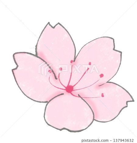 簡單的櫻花圖 簡單的櫻花圖 137943632