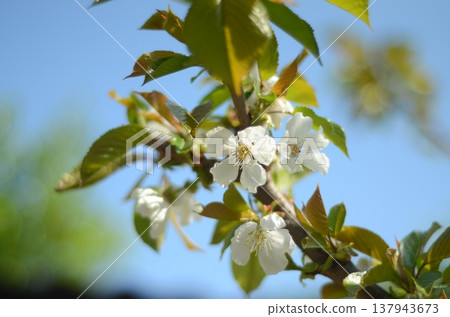 Cherry Blossoms Blooming on a Sunny Day Cherry Blossoms Blooming on a Sunny Day 137943673