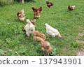 Free-range chickens feeding on green grass in rural farm environment 137943901