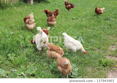 Free-range chickens feeding on green grass in rural farm environment Free-range chickens feeding on green grass in rural farm environment 137943901