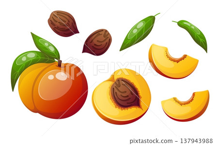 Vector image of peach with slices, leaves and pits Vector image of peach with slices, leaves and pits 137943988