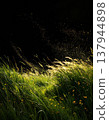 Sunlit Green Grass with Sparkling Light Beams Against Dark Background 137944898