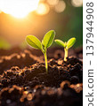 Small Green Seedlings Growing in Dark Soil with Golden Sunlight 137944908
