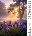 Purple Iris Flowers Bloom Under Sunlight and Tall Tree in Misty Morning Light 137944911