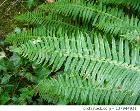 Western Sword Fern Fronds Close Up 137944931
