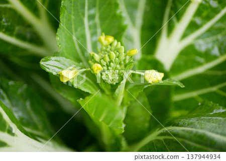 Chard Beta vulgaris green fresh healthy leafy bio vegetables organic with small baby buds inconspicuous flowers bolting typically greenish yellow or white producing seeds for propagation planted in 137944934