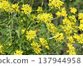 Vibrant Yellow Wildflowers of Turkish Rocket or Falscher Hederich in Bloom 137944958