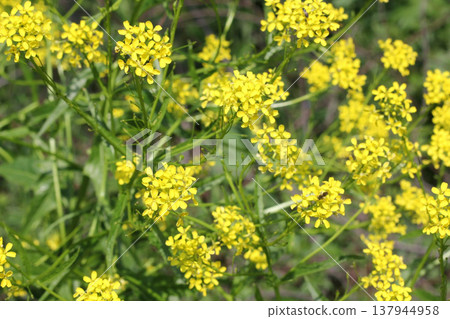 Vibrant Yellow Wildflowers of Turkish Rocket or Falscher Hederich in Bloom Vibrant Yellow Wildflowers of Turkish Rocket or Falscher Hederich in Bloom 137944958