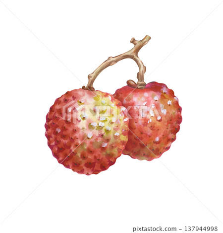 The two round lychee fruits on the branch are hand-painted. Watercolor illustration with exotic Asian fruits on an isolated background. Realistic clipart for the design of product lines and cocktail 137944998